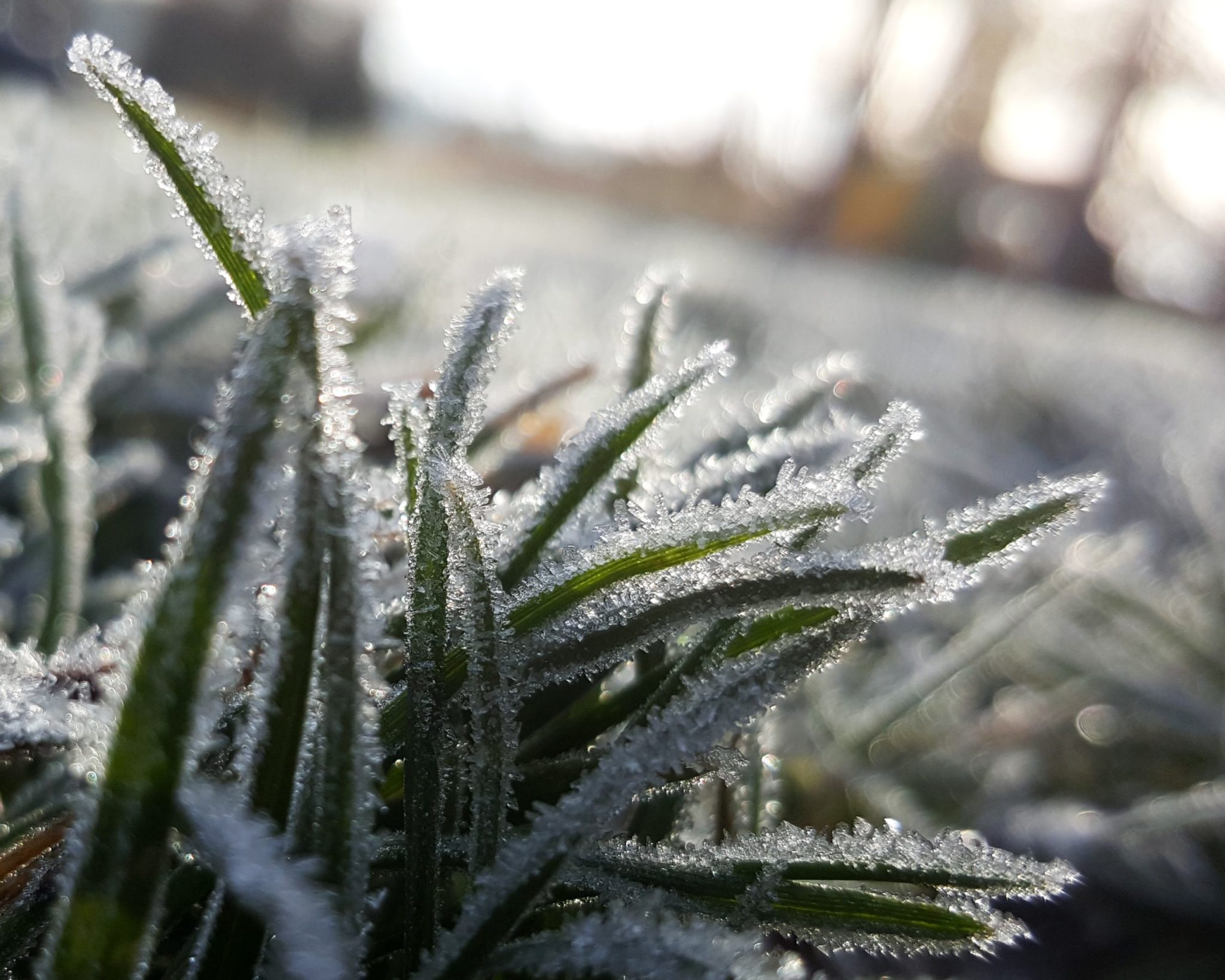 winter-lawn-care-problems-quench-irrigation-new-jersey